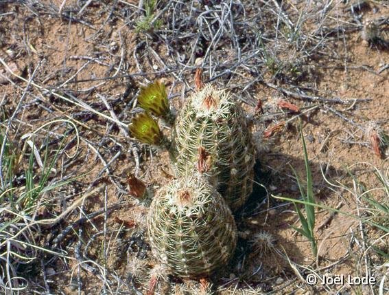 Echinocereus viridiflorus ssp. cylindricus SB New Mexico, USA
